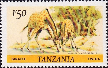  1985  .  (Giraffa camelopardalis) .  10,0 . (1)